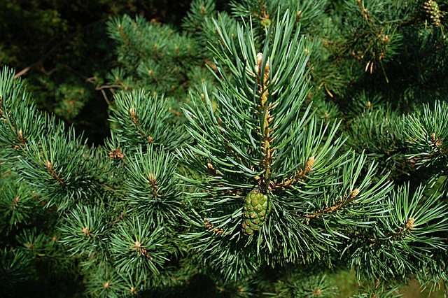 pine-588159_640.jpg