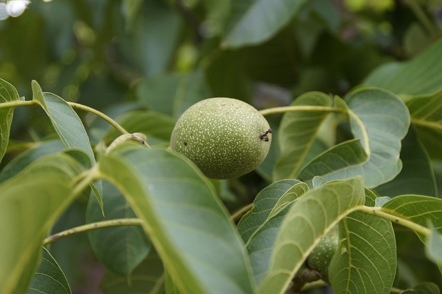 walnut-421872_640.jpg