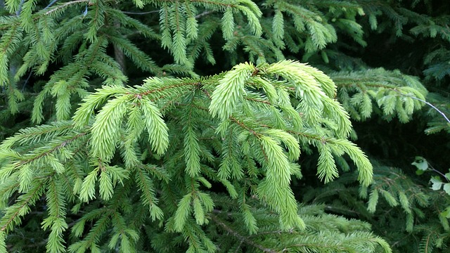 fir-tree-2401951_640.jpg