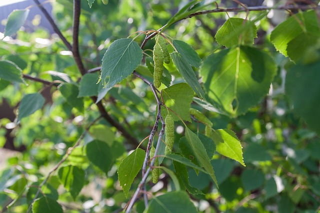 leaves-1893717_640.jpg