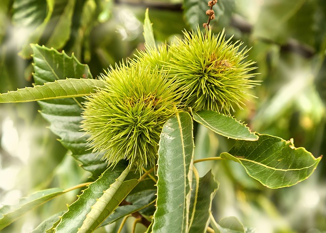 chestnut-4423769_640.jpg