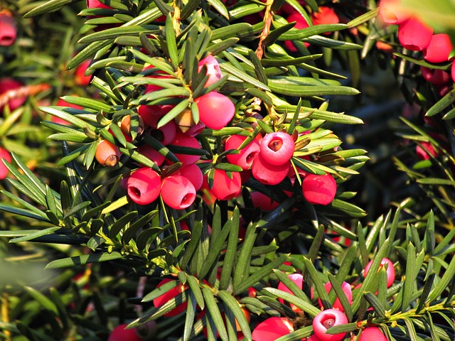 berries-2681882_640.jpg