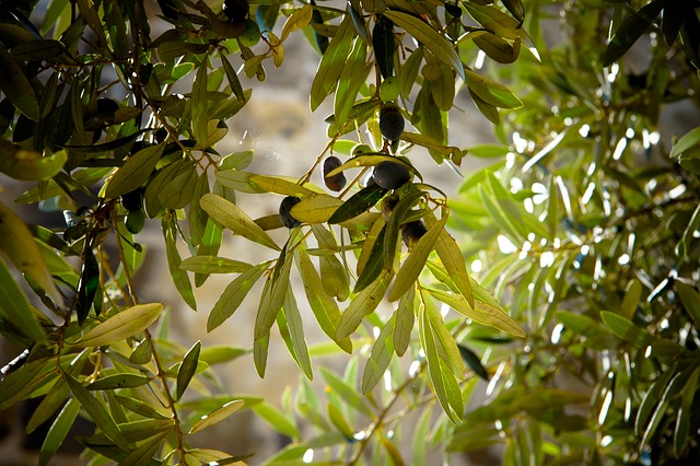 olives-789140_640.jpg