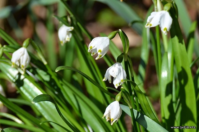 spring-flowers-1787631_640.jpg